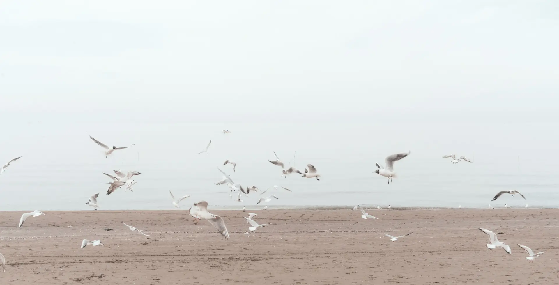 Gallery-Air-Freedom-Img_4.jpg